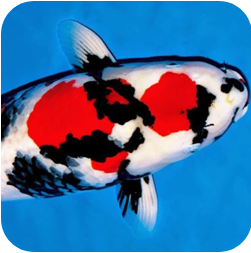 Koi fish